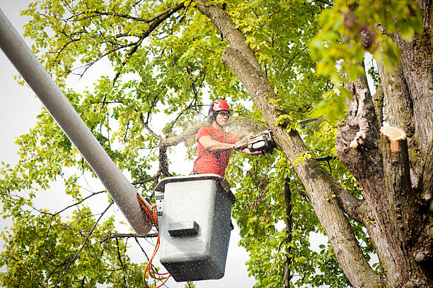 Best Hedge Trimming  in Armada, MI